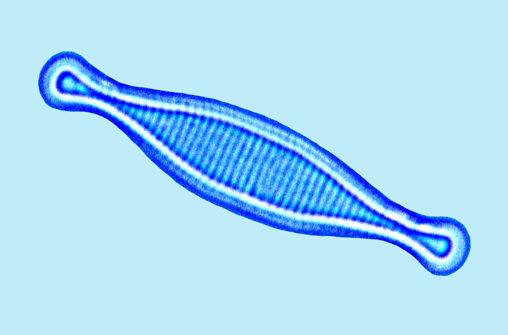 Hyalosira Hyalosira tropicalis